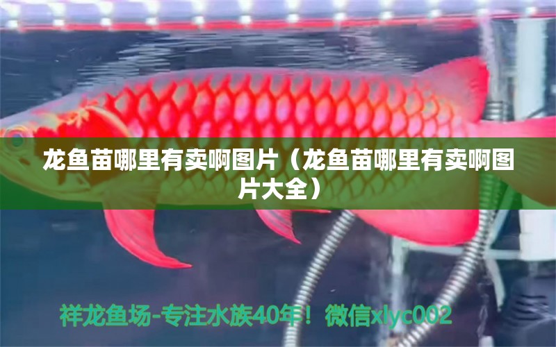 龍魚苗哪里有賣啊圖片（龍魚苗哪里有賣啊圖片大全）