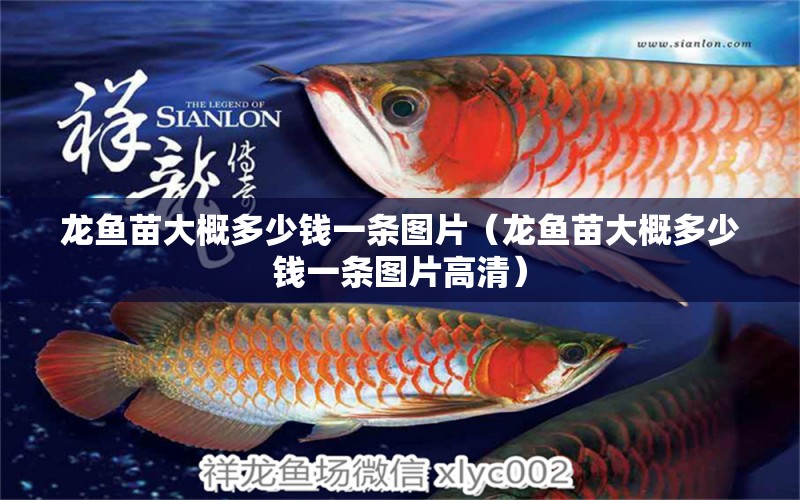 龍魚苗大概多少錢一條圖片（龍魚苗大概多少錢一條圖片高清）