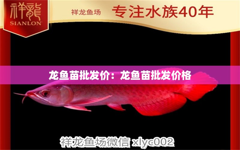 龍魚苗批發(fā)價：龍魚苗批發(fā)價格 龍魚百科 第2張