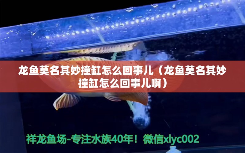 龍魚莫名其妙撞缸怎么回事兒（龍魚莫名其妙撞缸怎么回事兒?。?廣州龍魚批發(fā)市場