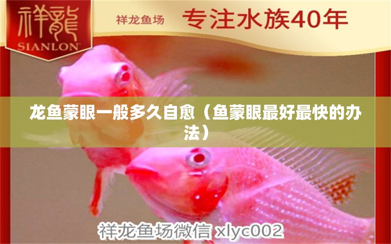 龍魚蒙眼一般多久自愈（魚蒙眼最好最快的辦法） 廣州龍魚批發(fā)市場