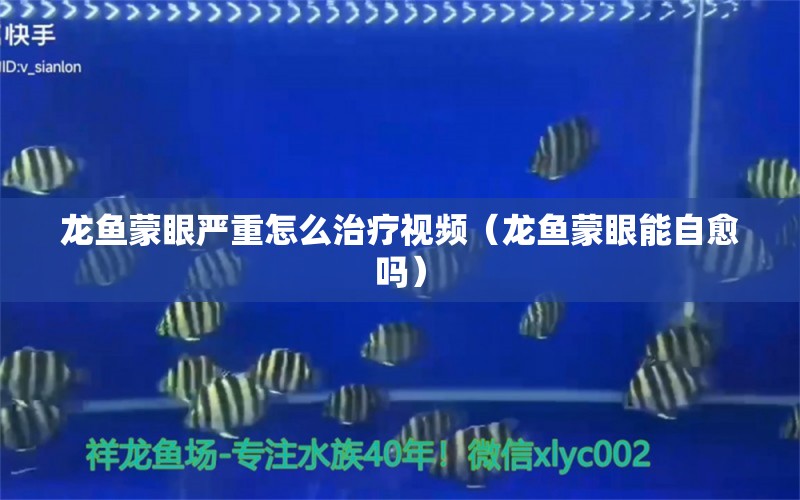 龍魚蒙眼嚴(yán)重怎么治療視頻（龍魚蒙眼能自愈嗎）