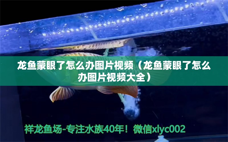 龍魚蒙眼了怎么辦圖片視頻（龍魚蒙眼了怎么辦圖片視頻大全） 廣州龍魚批發(fā)市場(chǎng)