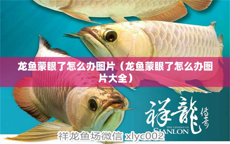 龍魚蒙眼了怎么辦圖片（龍魚蒙眼了怎么辦圖片大全）