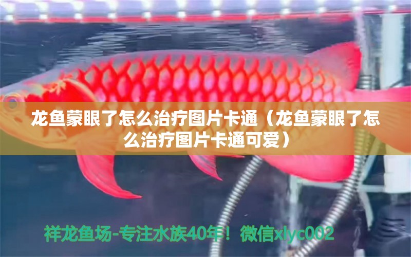 龍魚蒙眼了怎么治療圖片卡通（龍魚蒙眼了怎么治療圖片卡通可愛）