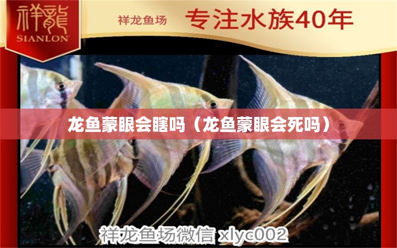 龍魚蒙眼會瞎嗎（龍魚蒙眼會死嗎）