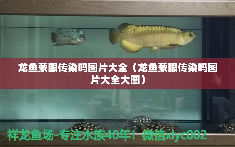 龍魚蒙眼傳染嗎圖片大全（龍魚蒙眼傳染嗎圖片大全大圖） 廣州龍魚批發(fā)市場(chǎng)