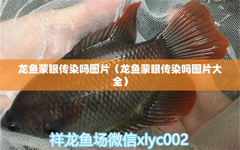 龍魚蒙眼傳染嗎圖片（龍魚蒙眼傳染嗎圖片大全）