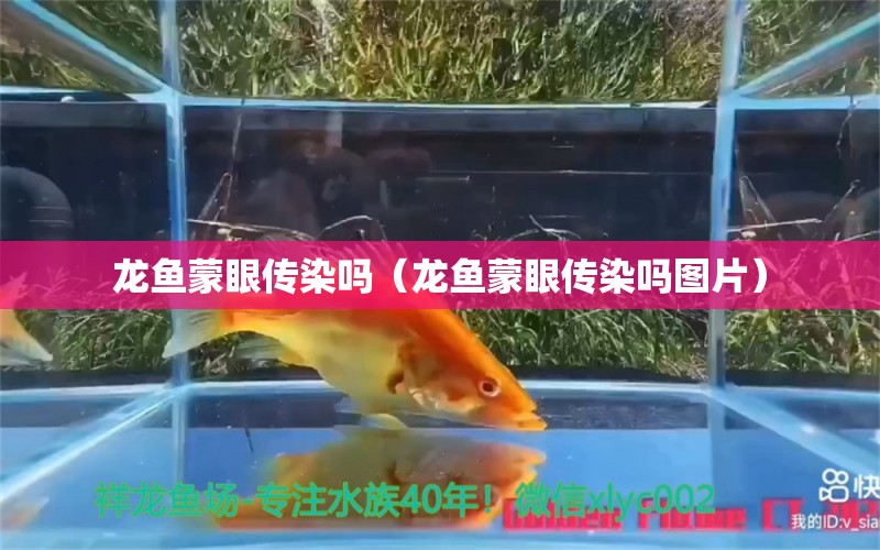 龍魚蒙眼傳染嗎（龍魚蒙眼傳染嗎圖片）