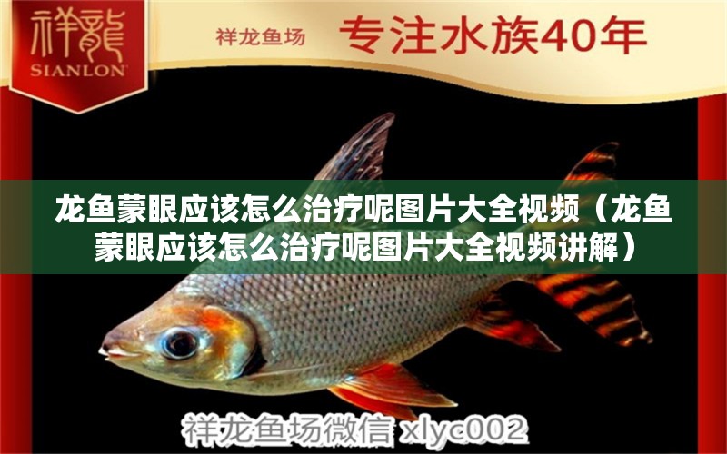 龍魚蒙眼應(yīng)該怎么治療呢圖片大全視頻（龍魚蒙眼應(yīng)該怎么治療呢圖片大全視頻講解）