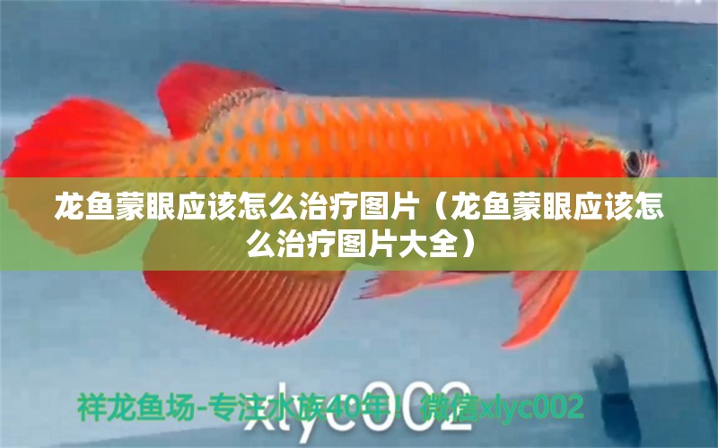 龍魚蒙眼應(yīng)該怎么治療圖片（龍魚蒙眼應(yīng)該怎么治療圖片大全） 廣州龍魚批發(fā)市場(chǎng)