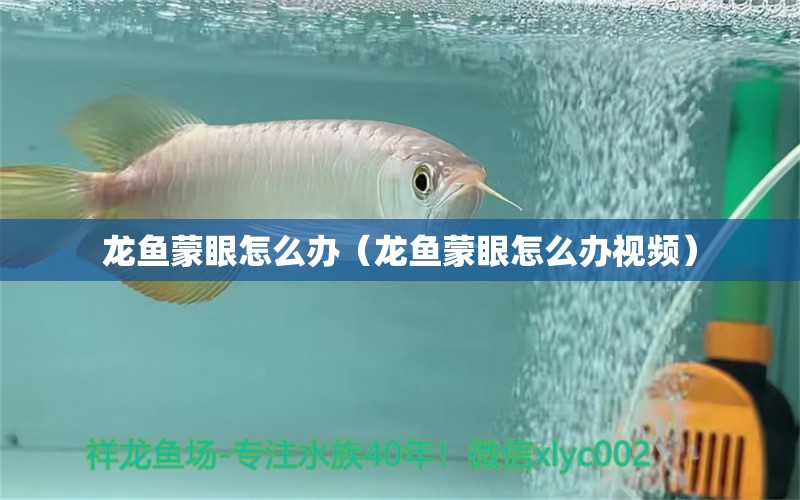 龍魚蒙眼怎么辦（龍魚蒙眼怎么辦視頻） 廣州龍魚批發(fā)市場