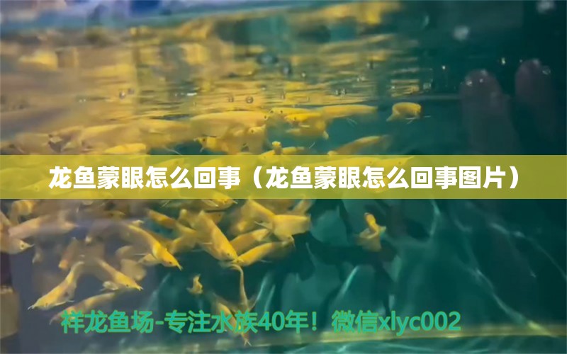 龍魚蒙眼怎么回事（龍魚蒙眼怎么回事圖片） 廣州龍魚批發(fā)市場