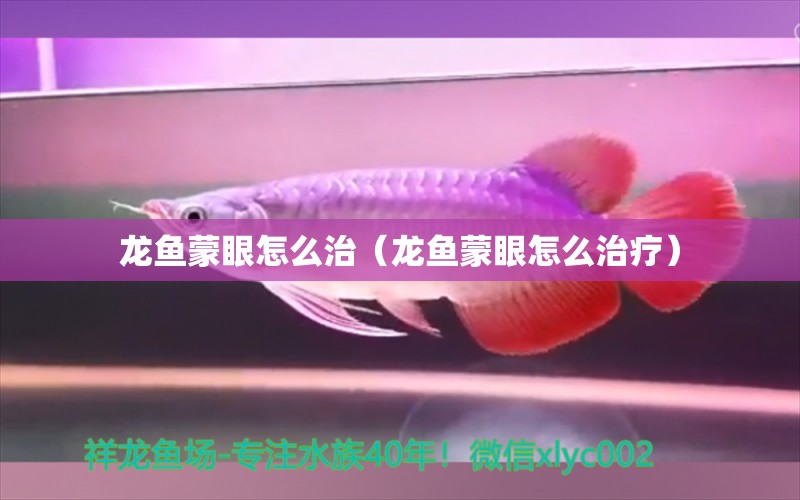 龍魚蒙眼怎么治（龍魚蒙眼怎么治療）