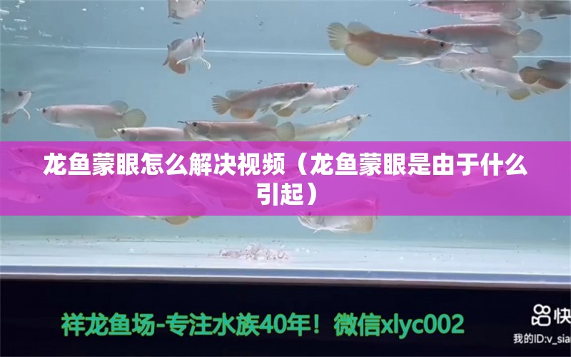 龍魚蒙眼怎么解決視頻（龍魚蒙眼是由于什么引起）