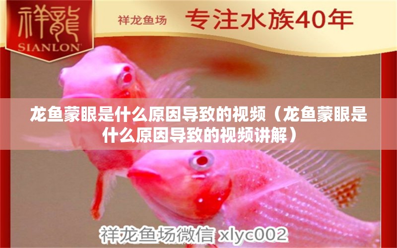 龍魚蒙眼是什么原因?qū)е碌囊曨l（龍魚蒙眼是什么原因?qū)е碌囊曨l講解）