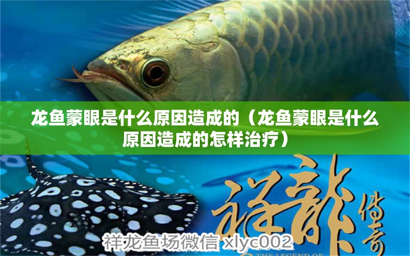 龍魚蒙眼是什么原因造成的（龍魚蒙眼是什么原因造成的怎樣治療）