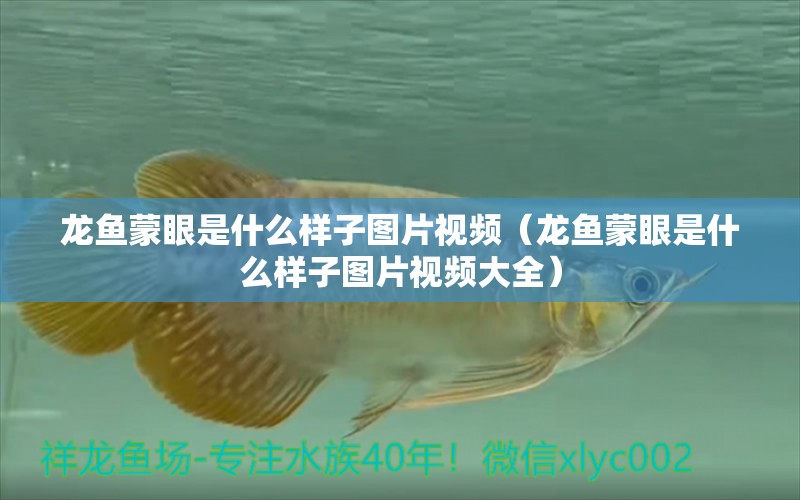 龍魚蒙眼是什么樣子圖片視頻（龍魚蒙眼是什么樣子圖片視頻大全）