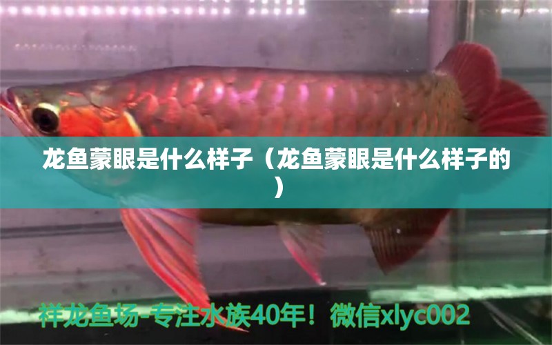 龍魚蒙眼是什么樣子（龍魚蒙眼是什么樣子的） 廣州龍魚批發(fā)市場