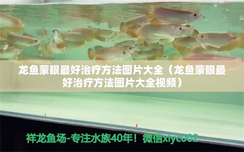 龍魚蒙眼最好治療方法圖片大全（龍魚蒙眼最好治療方法圖片大全視頻） 廣州龍魚批發(fā)市場