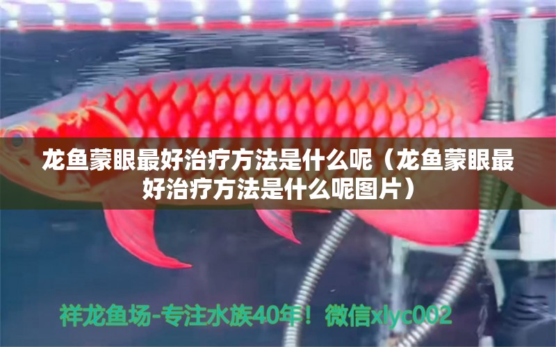 龍魚蒙眼最好治療方法是什么呢（龍魚蒙眼最好治療方法是什么呢圖片）