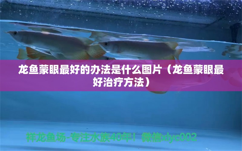 龍魚(yú)蒙眼最好的辦法是什么圖片（龍魚(yú)蒙眼最好治療方法） 觀賞魚(yú)