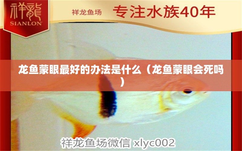 龍魚蒙眼最好的辦法是什么（龍魚蒙眼會死嗎）