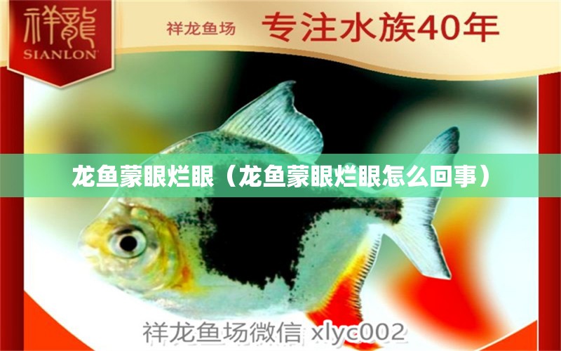 龍魚蒙眼爛眼（龍魚蒙眼爛眼怎么回事） 廣州龍魚批發(fā)市場