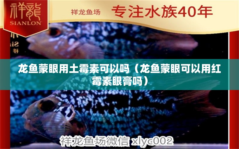 龍魚蒙眼用土霉素可以嗎（龍魚蒙眼可以用紅霉素眼膏嗎）