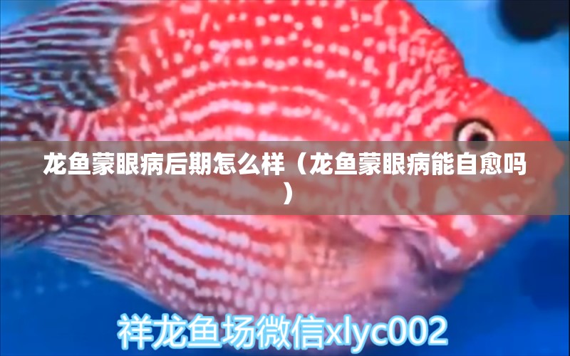 龍魚蒙眼病后期怎么樣（龍魚蒙眼病能自愈嗎） 廣州龍魚批發(fā)市場