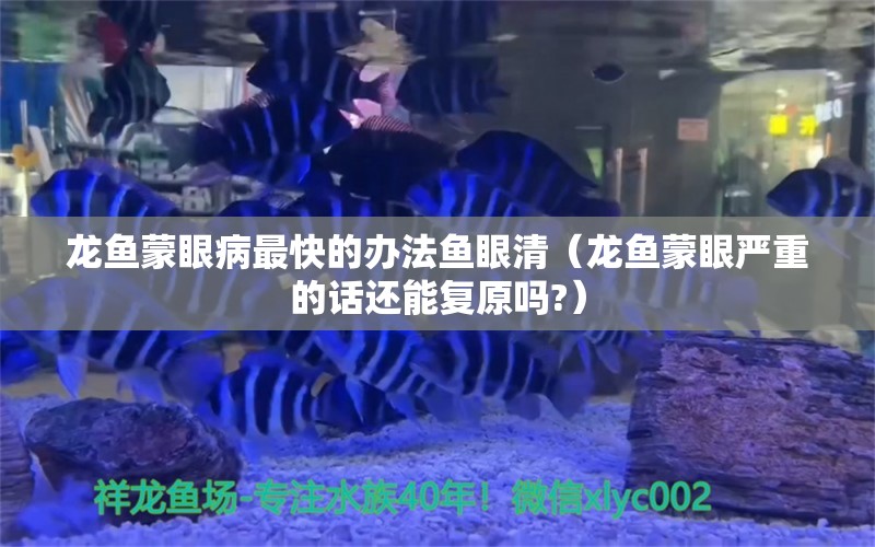 龍魚蒙眼病最快的辦法魚眼清（龍魚蒙眼嚴重的話還能復原嗎?） 觀賞魚