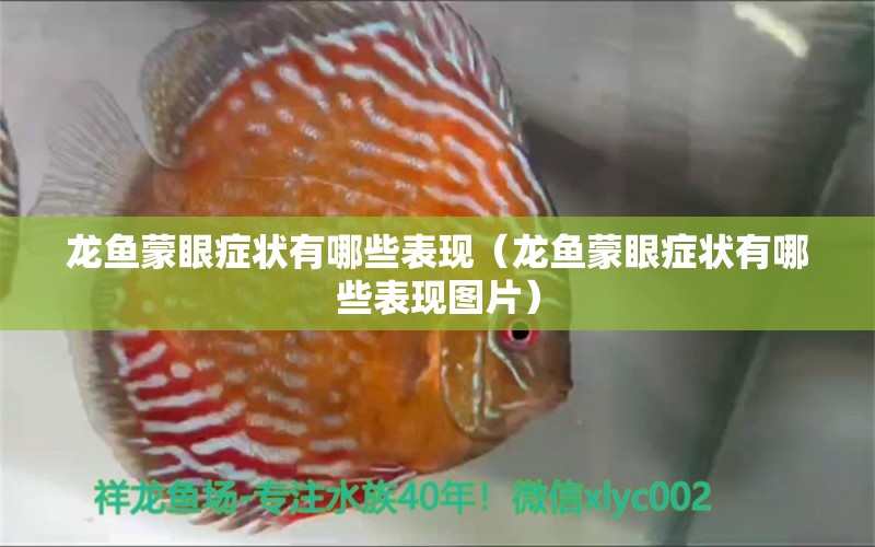 龍魚蒙眼癥狀有哪些表現(xiàn)（龍魚蒙眼癥狀有哪些表現(xiàn)圖片） 廣州龍魚批發(fā)市場