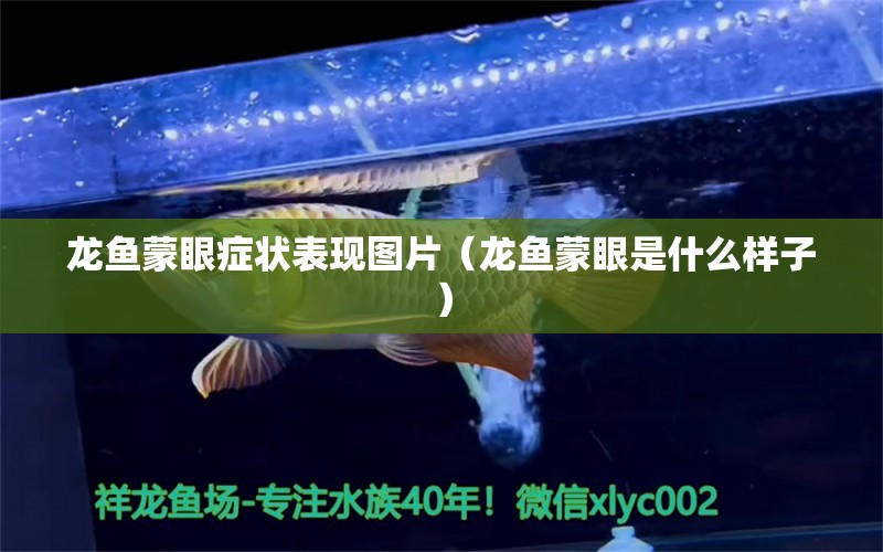 龍魚蒙眼癥狀表現(xiàn)圖片（龍魚蒙眼是什么樣子）