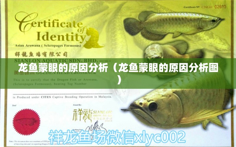 龍魚蒙眼的原因分析（龍魚蒙眼的原因分析圖） 廣州龍魚批發(fā)市場