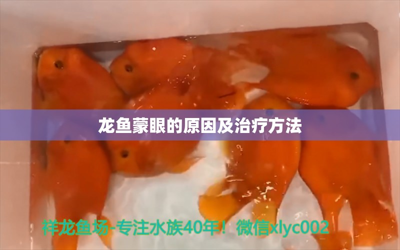 龍魚蒙眼的原因及治療方法