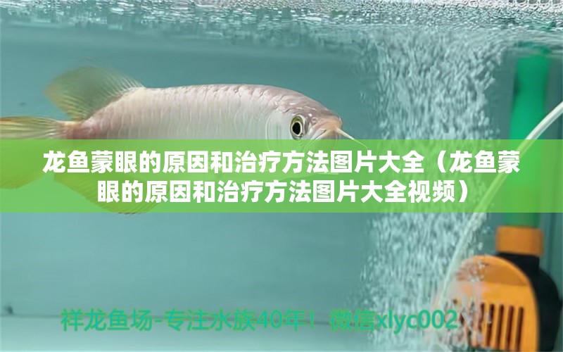 龍魚蒙眼的原因和治療方法圖片大全（龍魚蒙眼的原因和治療方法圖片大全視頻）