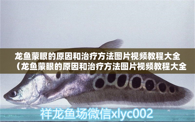 龍魚蒙眼的原因和治療方法圖片視頻教程大全（龍魚蒙眼的原因和治療方法圖片視頻教程大全集） 廣州龍魚批發(fā)市場