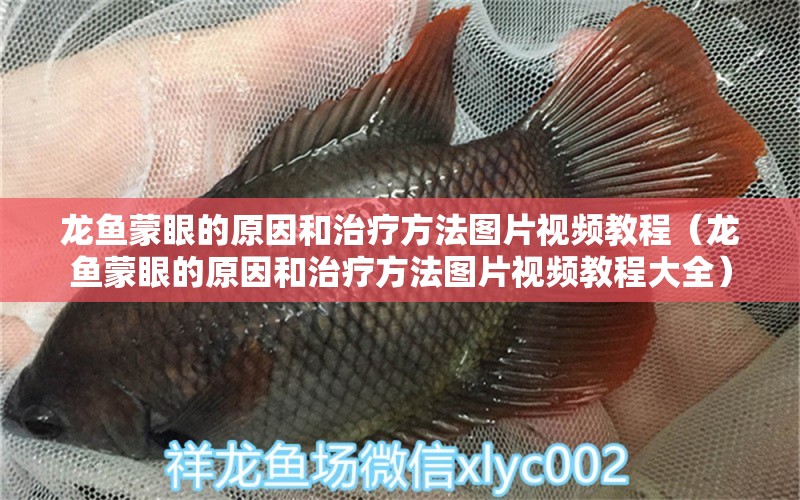 龍魚蒙眼的原因和治療方法圖片視頻教程（龍魚蒙眼的原因和治療方法圖片視頻教程大全）