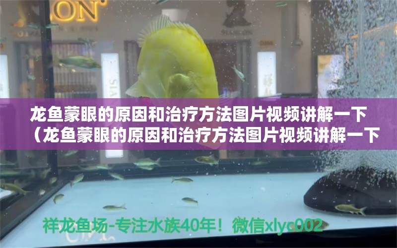 龍魚蒙眼的原因和治療方法圖片視頻講解一下（龍魚蒙眼的原因和治療方法圖片視頻講解一下大全） 蝴蝶鯉魚苗