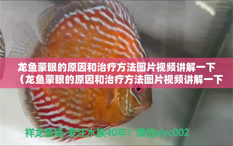 龍魚蒙眼的原因和治療方法圖片視頻講解一下（龍魚蒙眼的原因和治療方法圖片視頻講解一下）