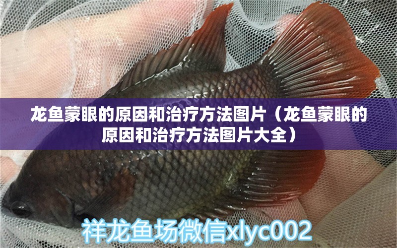 龍魚蒙眼的原因和治療方法圖片（龍魚蒙眼的原因和治療方法圖片大全）