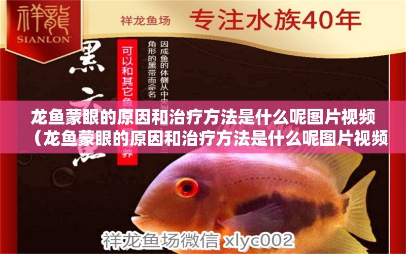 龍魚蒙眼的原因和治療方法是什么呢圖片視頻（龍魚蒙眼的原因和治療方法是什么呢圖片視頻講解） 廣州觀賞魚批發(fā)市場