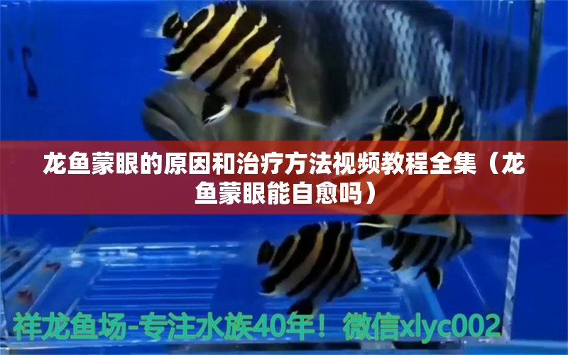 龍魚蒙眼的原因和治療方法視頻教程全集（龍魚蒙眼能自愈嗎）