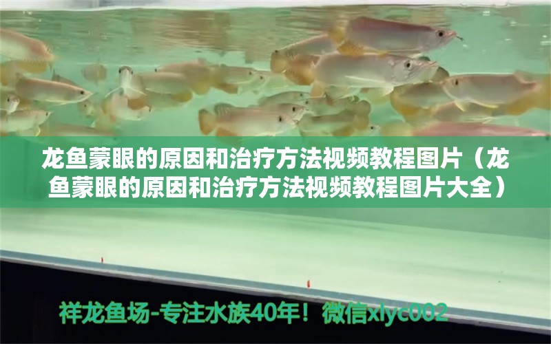 龍魚蒙眼的原因和治療方法視頻教程圖片（龍魚蒙眼的原因和治療方法視頻教程圖片大全）