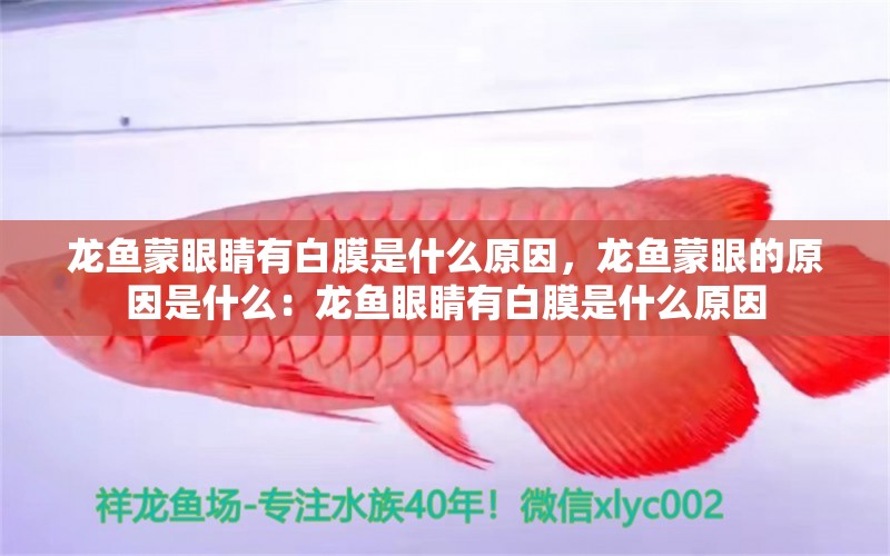 龍魚(yú)蒙眼睛有白膜是什么原因，龍魚(yú)蒙眼的原因是什么：龍魚(yú)眼睛有白膜是什么原因 龍魚(yú)百科 第2張