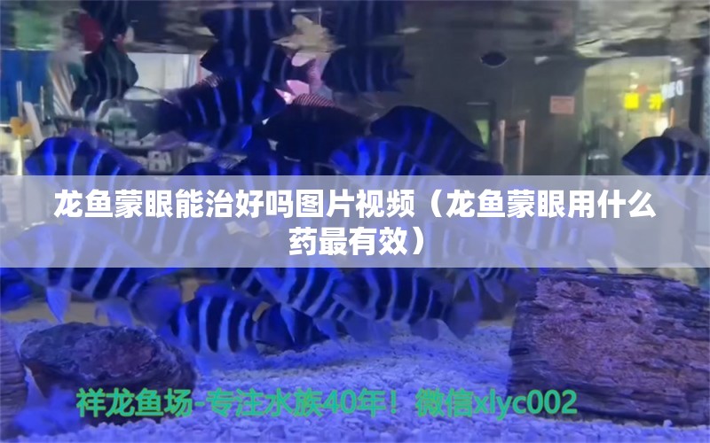 龍魚蒙眼能治好嗎圖片視頻（龍魚蒙眼用什么藥最有效）