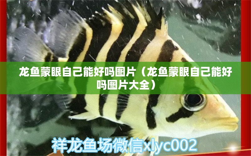 龍魚蒙眼自己能好嗎圖片（龍魚蒙眼自己能好嗎圖片大全）