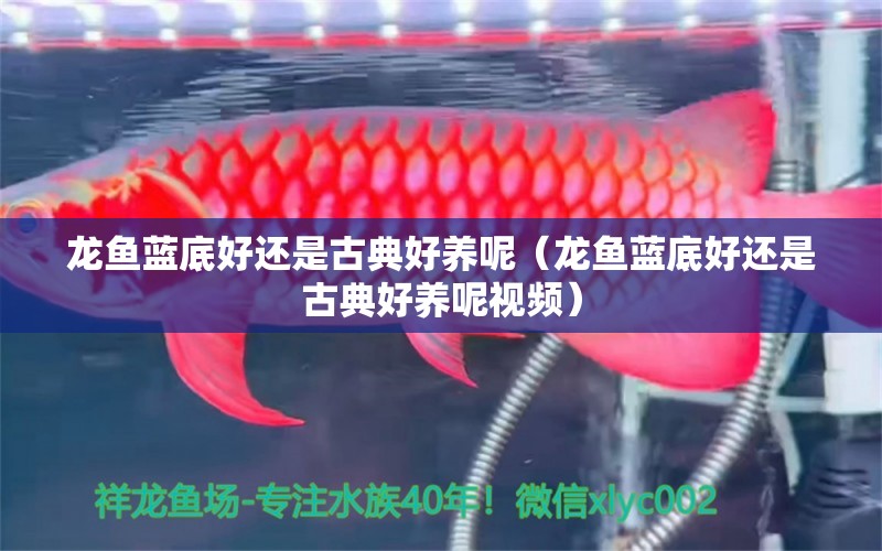 龍魚藍(lán)底好還是古典好養(yǎng)呢（龍魚藍(lán)底好還是古典好養(yǎng)呢視頻） 廣州龍魚批發(fā)市場