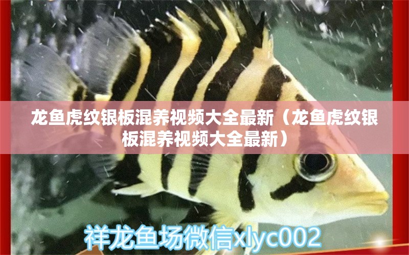 龍魚虎紋銀板混養(yǎng)視頻大全最新（龍魚虎紋銀板混養(yǎng)視頻大全最新） 廣州龍魚批發(fā)市場(chǎng)