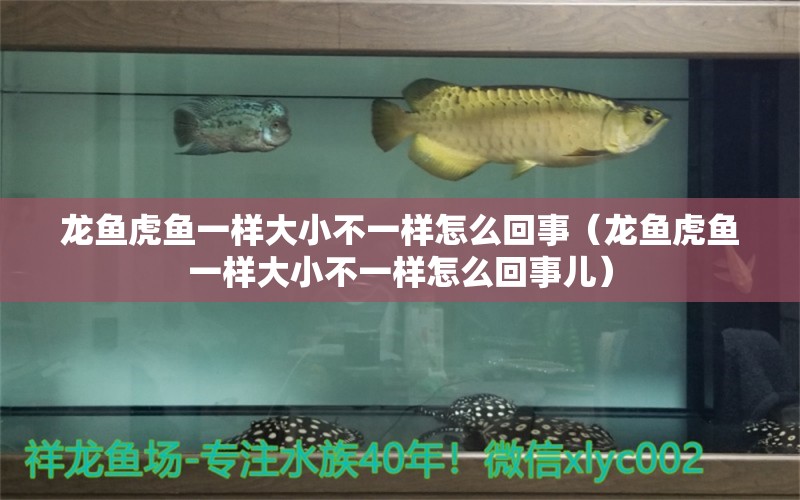 龍魚(yú)虎魚(yú)一樣大小不一樣怎么回事（龍魚(yú)虎魚(yú)一樣大小不一樣怎么回事兒） 虎魚(yú)百科